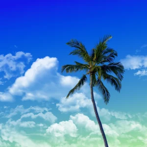 A palm tree holds vigil in front of a radiant, gradient, cloudy sky.