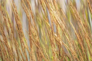 A bright wheat field sways lightly in the breeze.