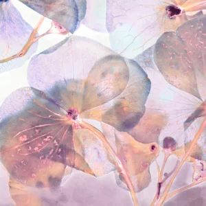 Floral petals in closeup and backlit, exposing the intricacies of it's botanical makeup.