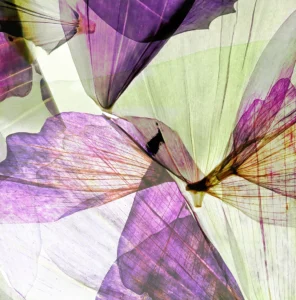 Extreme closeup on a flower's petals like spectacular wings in flight.
