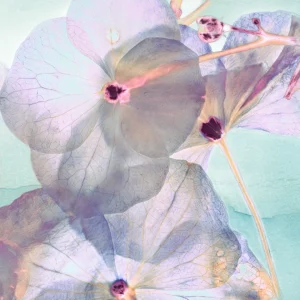 Floral petals in closeup and backlit, exposing the intricacies of it's botanical makeup.