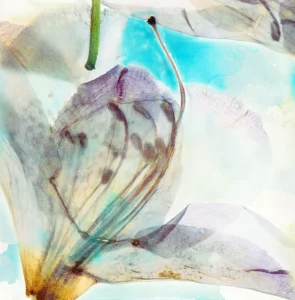 Floral petals in closeup and backlit, exposing the intricacies of it's botanical makeup.