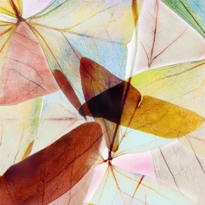 Extreme closeup on a flower's petals like spectacular wings in flight.