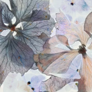 Floral petals in closeup and backlit, exposing the intricacies of it's botanical makeup.